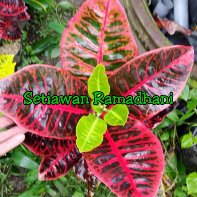 Bibit Tanaman Hias Puring Black Moonlight