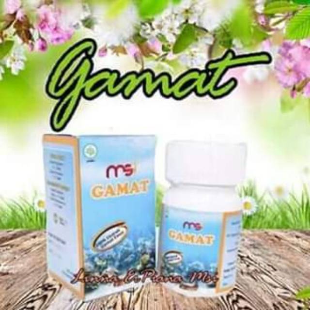 GAMAT TERIPANG EMAS MSI
