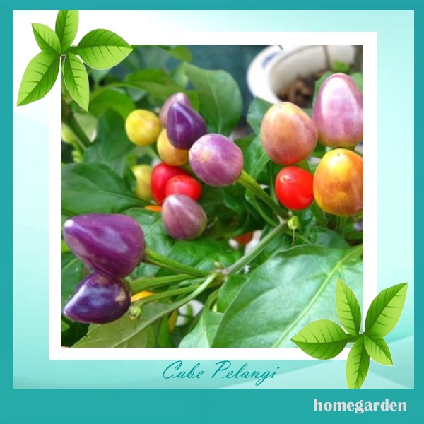 Benih Cabe Pelangi Bibit Cabe Rainbow Bolivian Rainbow Benih Cabe Warna Warni