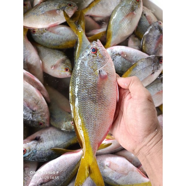 

Ikan Ekor Kuning Segar 1kg