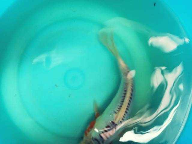 Ikan koi Shusui Asli Blitar Bergaransi