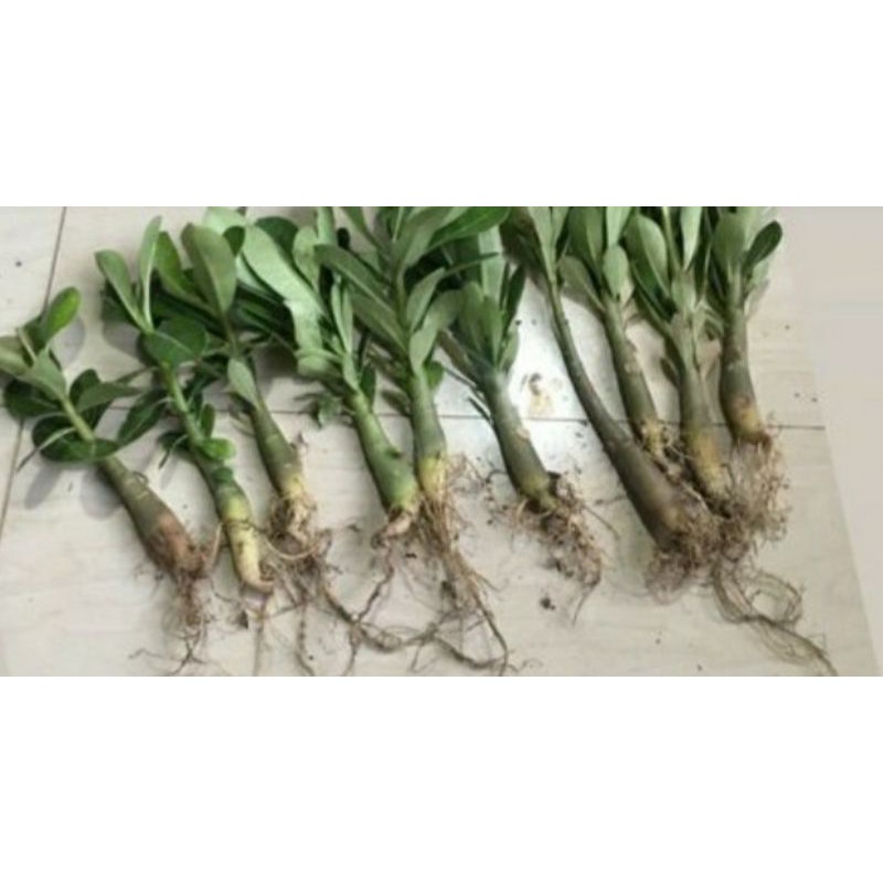 Adenium Obesum Bunga Single bukan Grafting