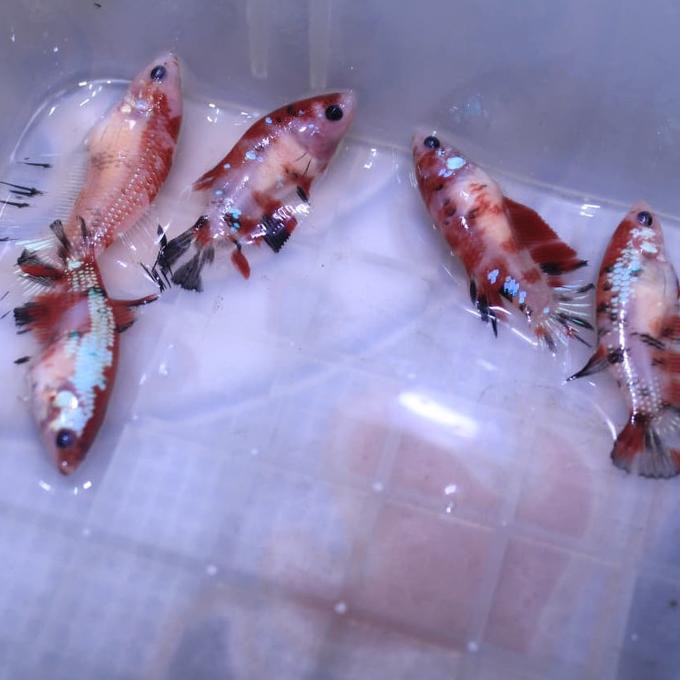 Terbaru Ikan Cupang Betina Full Telur Dan Siap Pijah