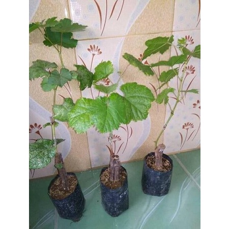 Bibit anggur import Nina Queen / Queen Nina Grafting Siap Berbuah