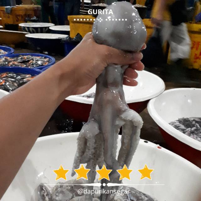 

Gurita Fresh 1kg