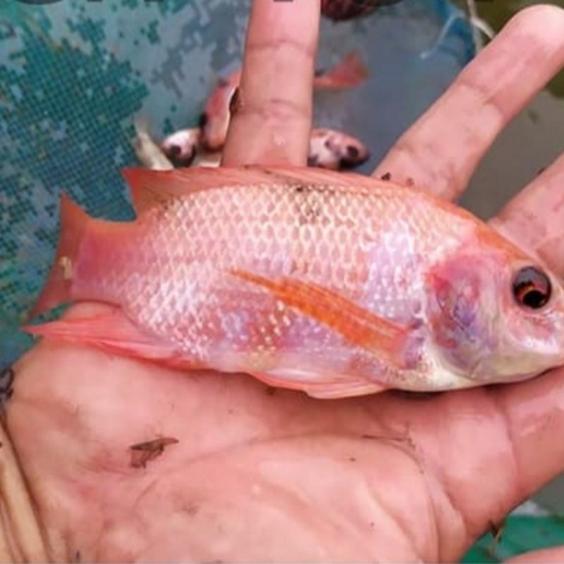 bibit ikan nila gesit warna ukuran 3 jari full isi 10 ekor