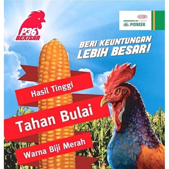 Benih Jagung Hibrida Pioneer P36 1 kg