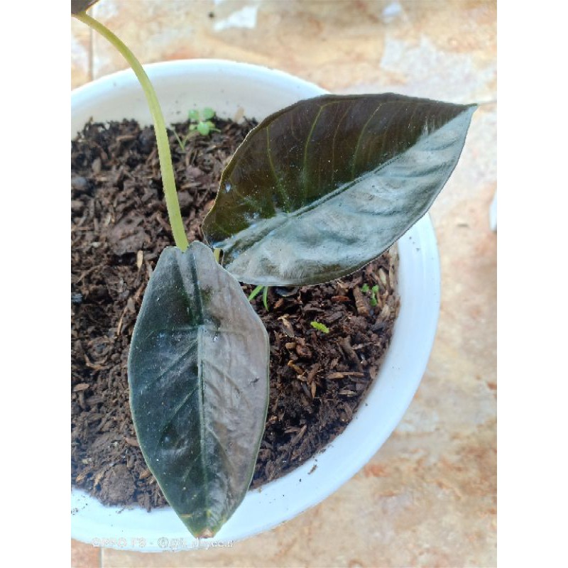 Alocasia Black Infernalis Black Indo