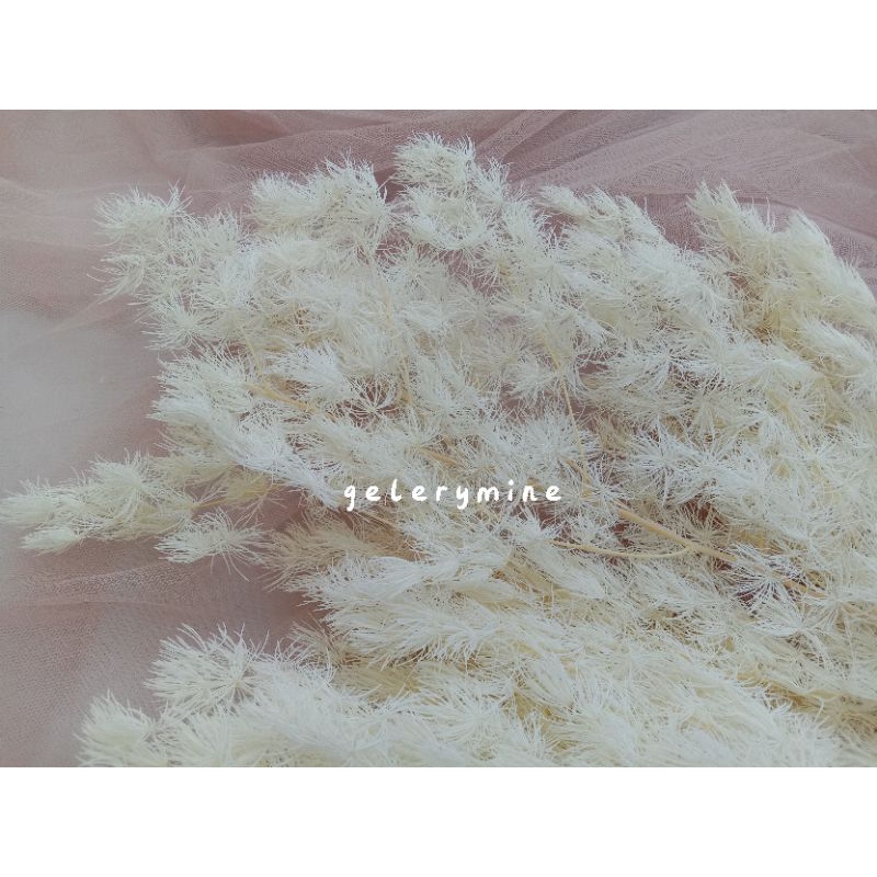 (3 gr) Dried Preserved Asparagus / bunga kering asparagus