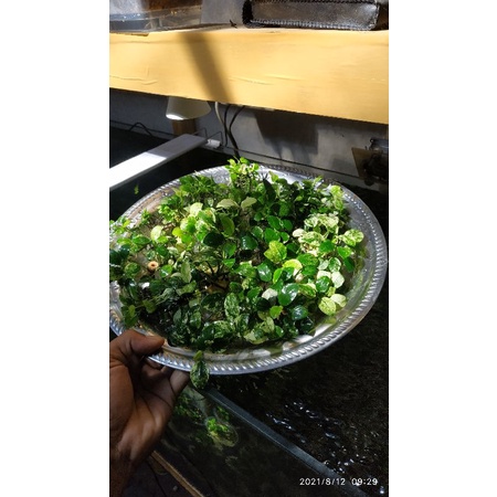 anubias pinto clump bukan panda  new marble