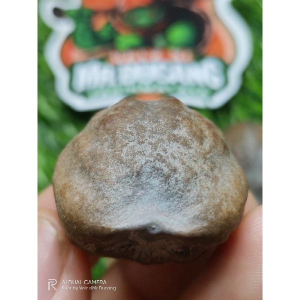 MUNCANG ADU JALIM ANAK CP (CP JUNIOR MIRIP INDUNG) size BIG