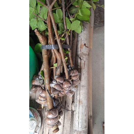 cangkok jambu kristal