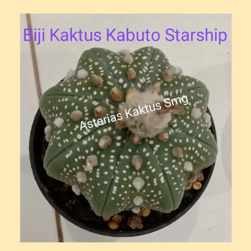 Biji Kaktus Astro Astrophytum Kabuto Starship