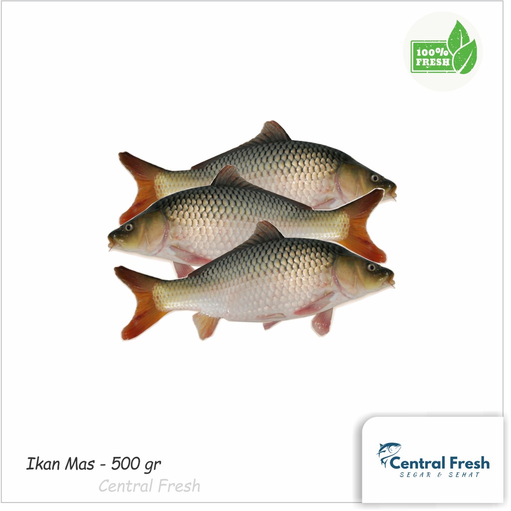 

Ikan Mas Fresh - 500 gr