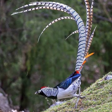 

TELUR AYAM HIAS RINGNECK PHEASANT JENIS LADY AMHERST FERTIL ASLI UNTUK DITETASKAN