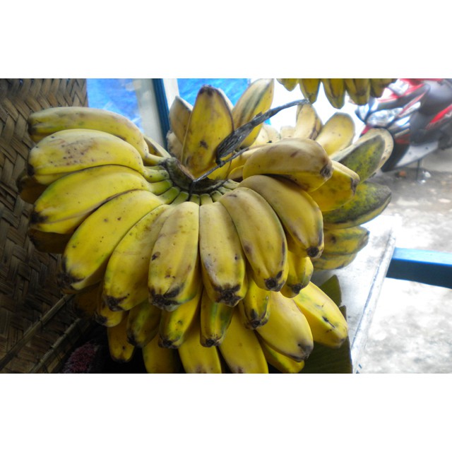 

PISANG KEPOK MERAH Organik 100% Sayur Segar Organic