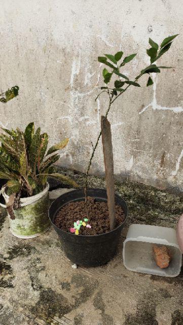 Bibit Lemon Australia