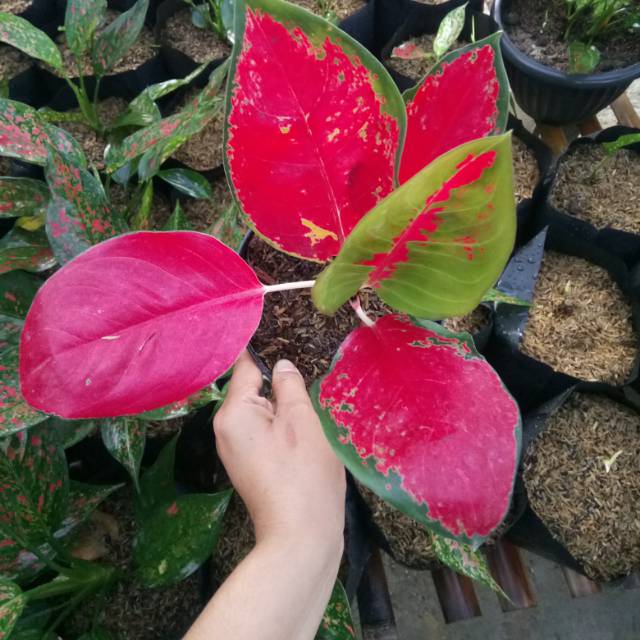 Aglonema suksom cutting stang panjang