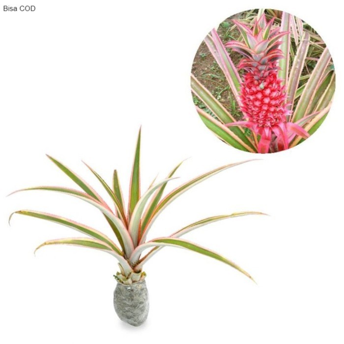 Tanaman Hias Buah Nanas Merah Lava Bust Langka