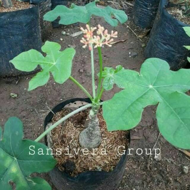 Tanaman Jarak Bali / Jarak Botol / Buddha Belly