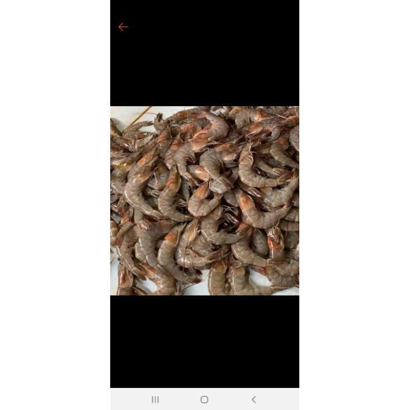 

udang panami