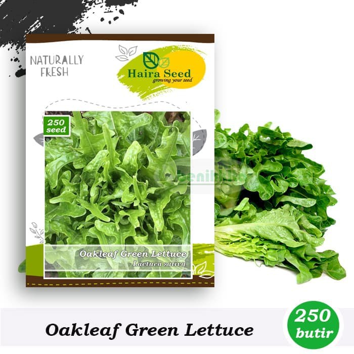 

Benih Bibit Selada Oakleaf Green Haira Seed Limited
