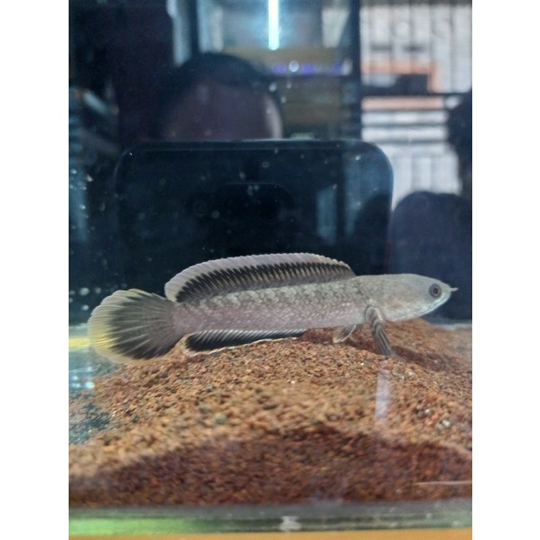 limbata cb rim putih tebal