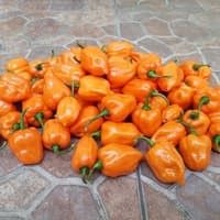 Benih Bibit Biji - Cabai Orange Habanero Cabe Pepper Seeds