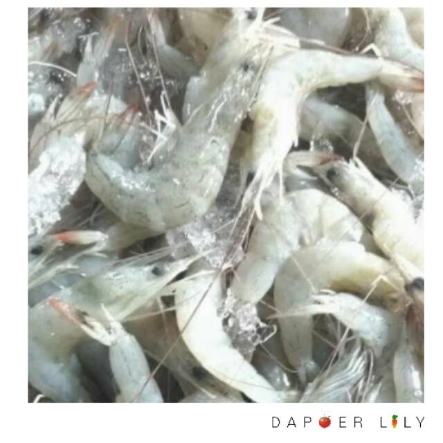 

Udang Peci