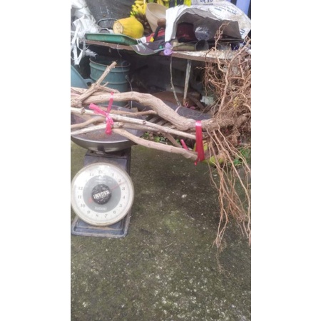 barerot dongkelan anggur impor jenis transfigurasi