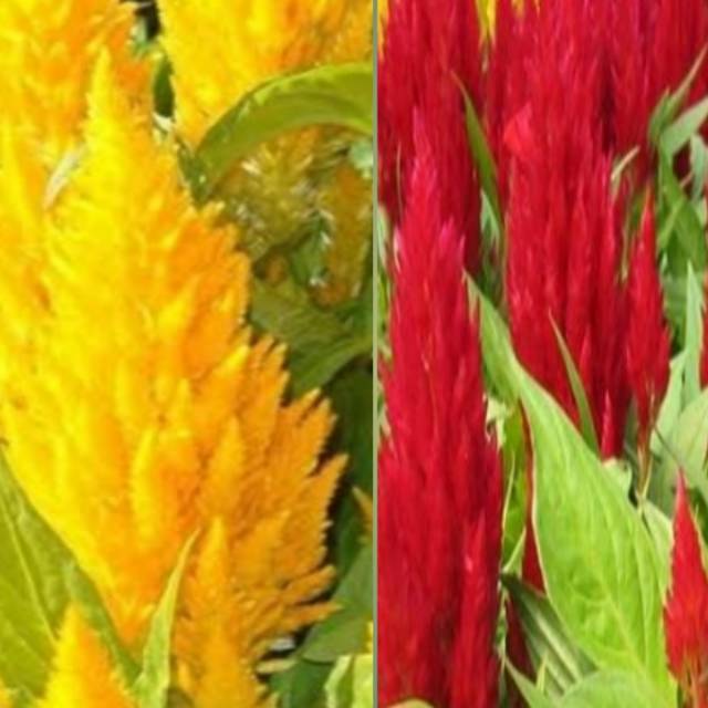 Benih bibit biji bunga celosia warna mix