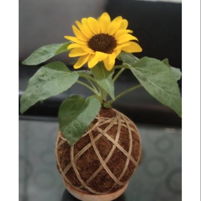 KOKEDAMA BUNGA MATAHARI + FREE PUPUK DAUN