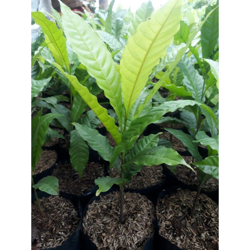 Bibit abiu/sawo australia