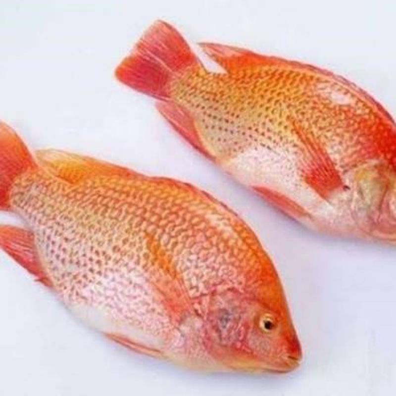 Ikan Nila 1kg | naga_exspress