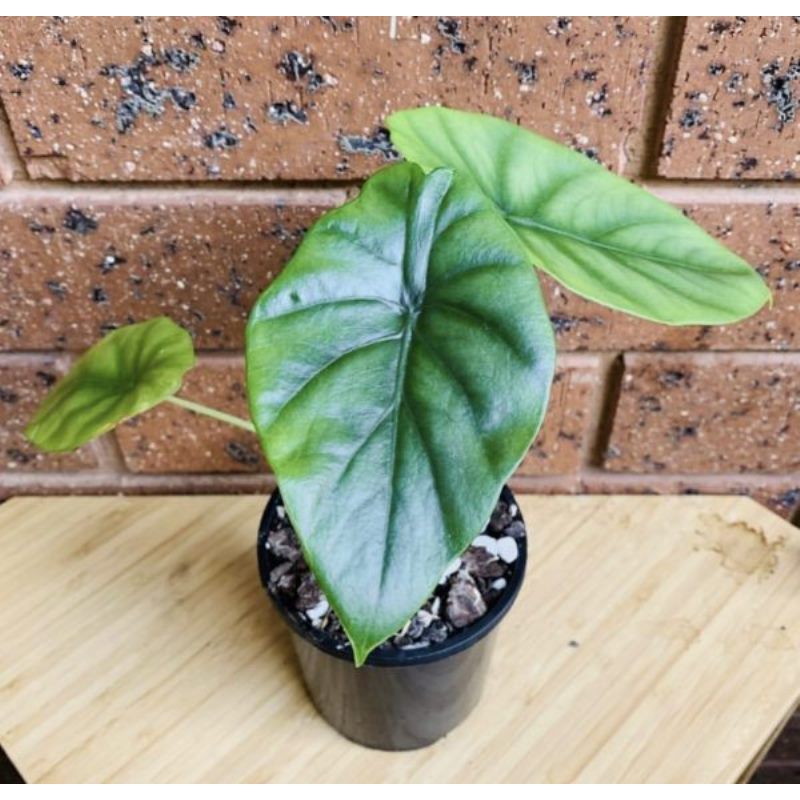 tanaman hias alocasia tengkorak hijau / tengkorak hijau