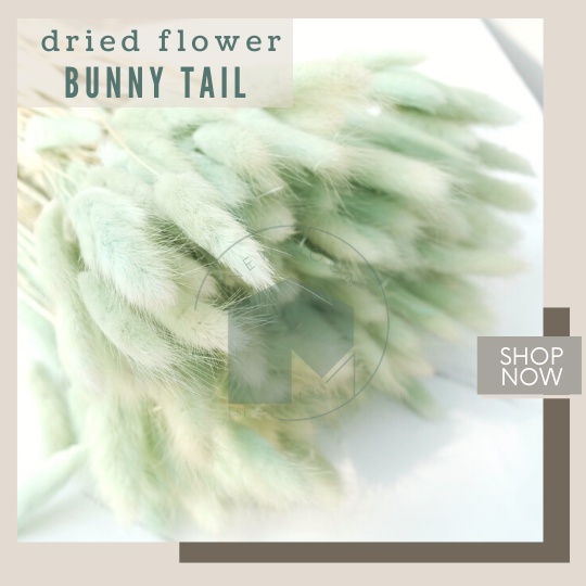 Dried Flower Bunga Kering Bunny Tail Lagurus rabbit dekorasi vas bouquet