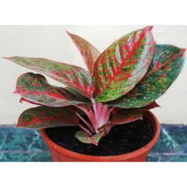 Bibit bunga aglonema stardas merah.