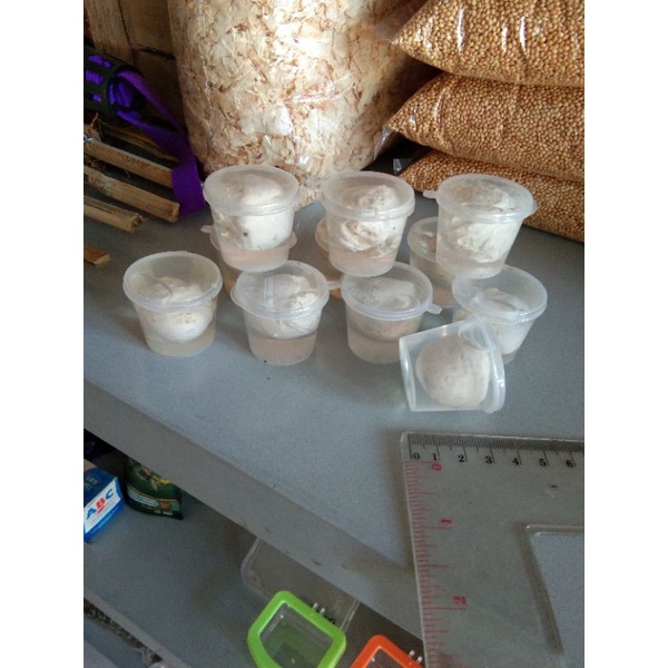 pulut perangkap burung getah burung