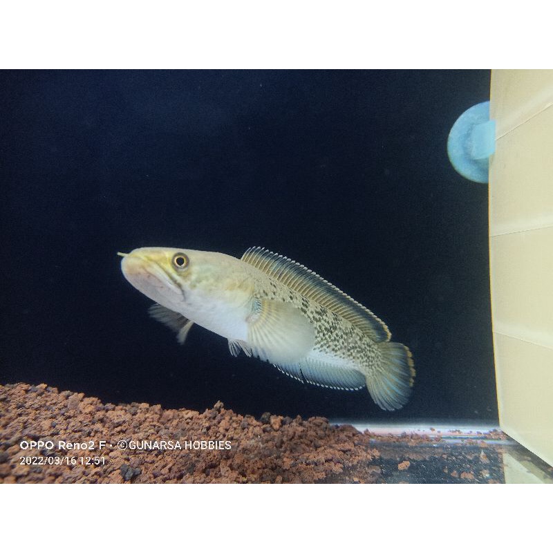 Channa Stewarti Karbialong WC 17-18cm Dot MANTAP