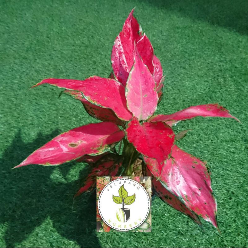 AGLONEMA/AGLAONEMA RUBY GARUDA THAILAND/TANAMAN HIAS IMPORT AGLONEMA RUBY GARUDA