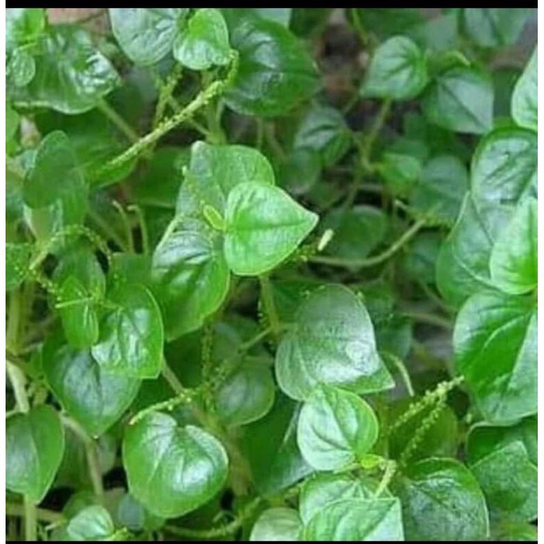 

Sirih cina/ketumpang air 50 gram/Obat herbal/Minuman herbal