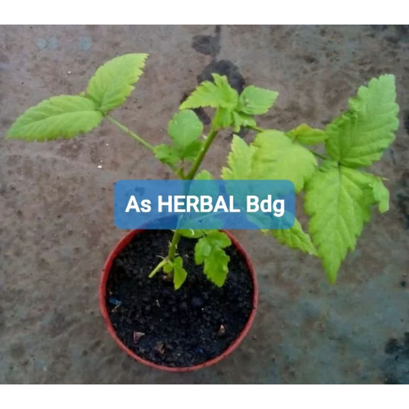 Bibit arbei atau raspberry / bibit buah arbei-az