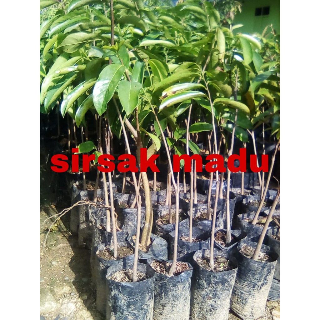 bibit sirsak madu okulasi tinggi 70cm - bibit sirsak unggul - sirsak madu