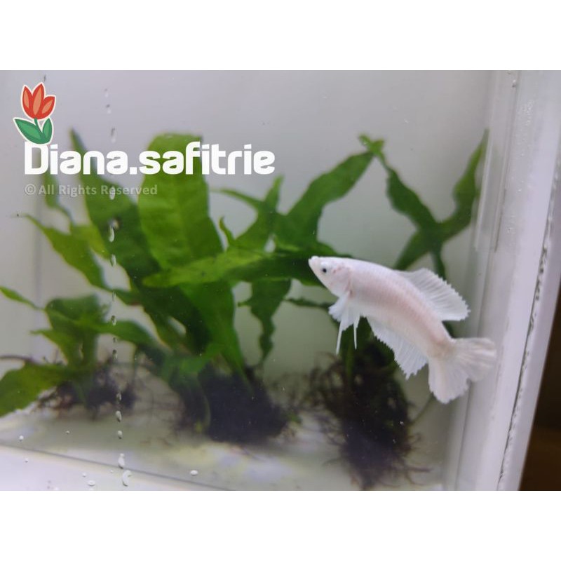 White Platinum Bahan Size S Double Tail