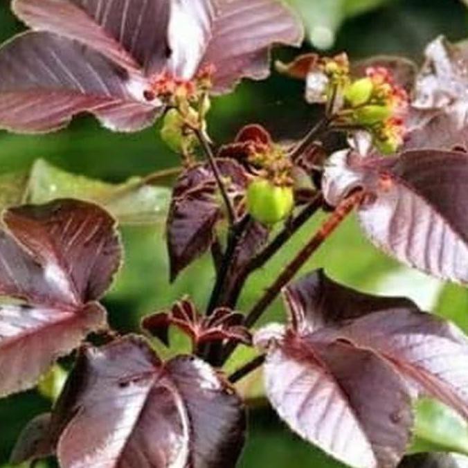 Bibit Tanaman Herbal Jarak Cina