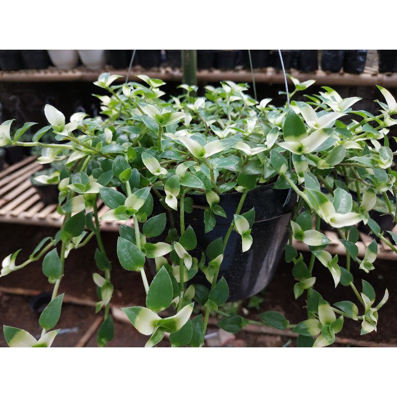 Tanaman hias Air Mata Janda