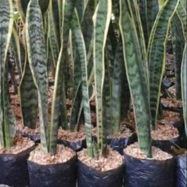 Paket peromo 10 Tanaman sensivera lidah mertua - bibit pohon sensivera lidah mertua