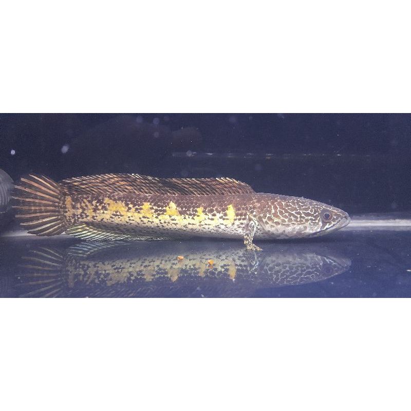 Channa Auranti 24-25cm