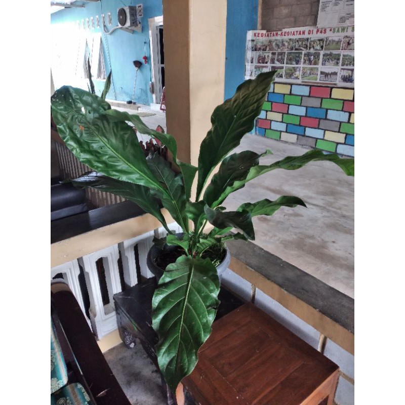 Anthurium Gelombang Cinta jumbo