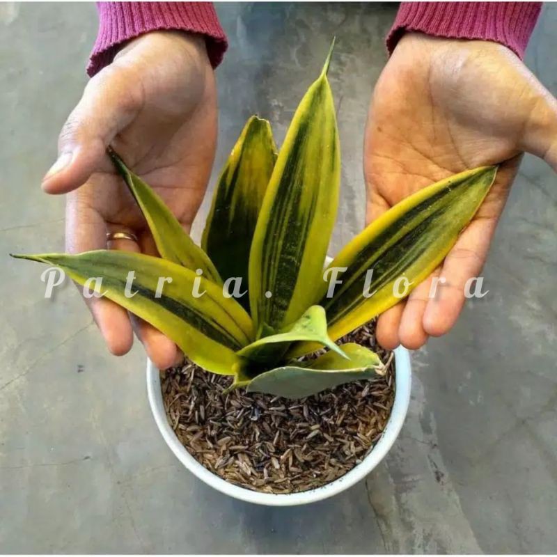 SANSIVERA GOLD FLAME LIDAH MERTUA